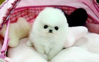 Pomeranian Wallpaper X Background