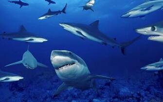 Ocean Animals Wallpaper