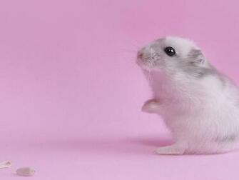 Hamster HD Wallpaper Hq Desktop