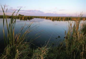 File Wetland Sunrise Water And Reeds In Foreground With Plant