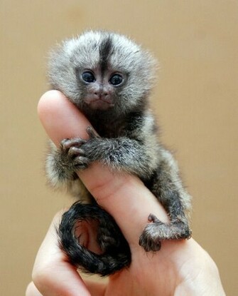 Finger Monkeys Damn Cool Pictures