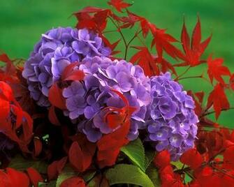 Very Beautiful Flowers Wallpaper Image X Y D Ng