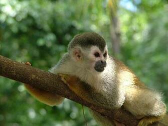 Cool Wallpaper Desk Top Monkey Uncropped Shot With