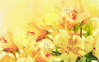 Peruvian Lilies Wallpaper