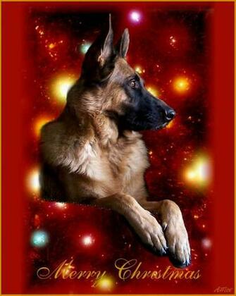 Return From Gsd Wallpaper To German Shepherd
