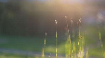 Fresh Grass Morning HD Wallpaper Pre 10wallpaper