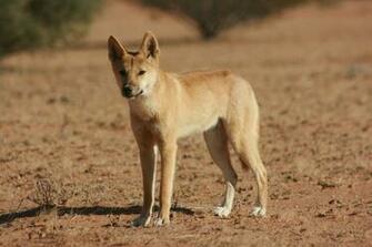 Dingo Image Dingoes HD Wallpaper And Background Photos