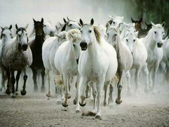 Beautiful Wallpaper White Horse