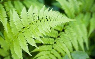 Fern Leaf Desktop Wallpaper HD