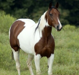 Paint Horse Wallpaper