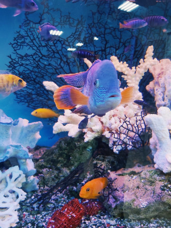 Yellow And White Fish In Tank Photo Ukraine Image On