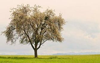 The Lonely Tree Wallpaper