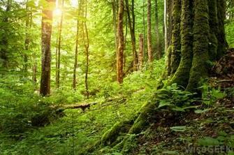Pictures Of Forest