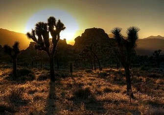 Joshua Tree Sunset Wallpaper