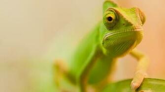 Chameleon Wallpaper