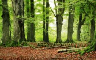 Best Woodland Desktop Wallpaper Background Collection