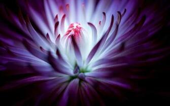 Macro HD Wallpaper Background Image