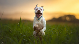 Pitbull Dog 4k Wallpaper