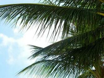 Palm Tree Leaves Wallpaper