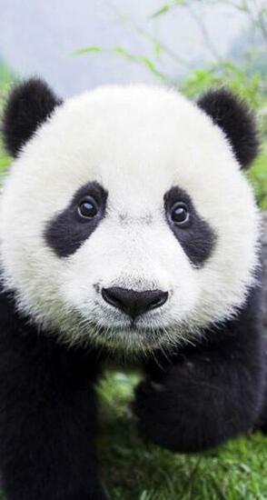 Best Ideas About Pandas Giant