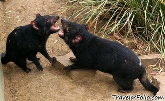 Tasmanian Devils Fighting Image Pictures Becuo