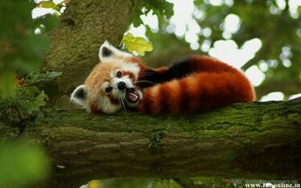 Baby Fox Wallpaperdesktop Wallpaper