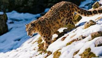 Home Animals Snow