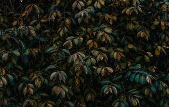 Wallpaper Leaves Background Plant Bush The Bushes Image For