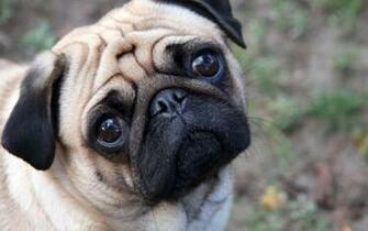 Cute Pug Desktop Pc And Mac Wallpaper