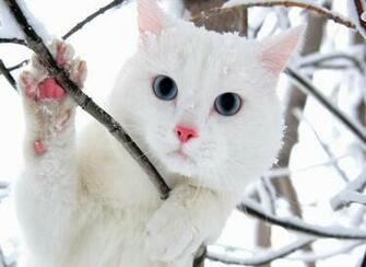 White Cat Wallpaper Beautiful Desktop