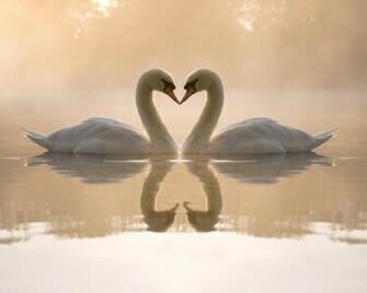 Loving Cute Swans