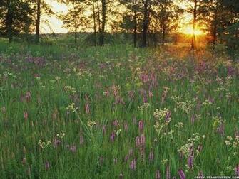 Illinois Prairie Wallpaper At Wallpaperbro