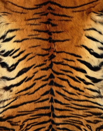 Animal Fur Wallpaper On