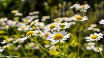Daisies Wallpaper 1080p 2k 4k By Hackingdutchman