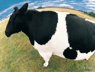 Up Animal Photos Goofy Farm Animals Funny Farmyard Wallpaper