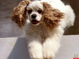 Beautiful Fluffy Dog HD Wallpaper E Entertainment