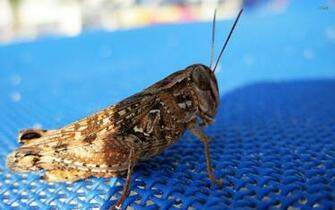 Grasshopper Wallpaper Animal