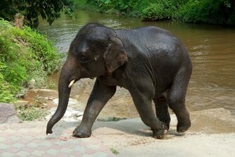 Elephant Wallpaper