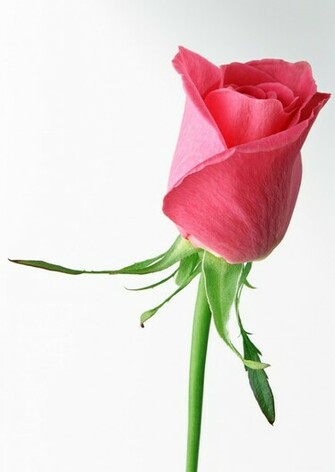 Pink Rose Single Wallpaper S