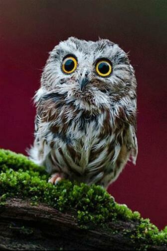 Small Owl Animal iPhone Wallpaper S 3g