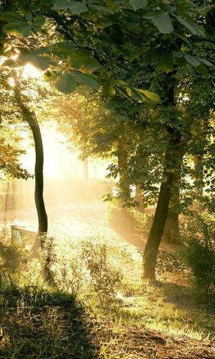 Forest HD Live Wallpaper