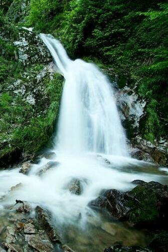 The Black Forest iPhone HD Wallpaper