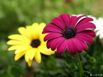 Flowers Wallpaper White Daisy Cherry Blossom