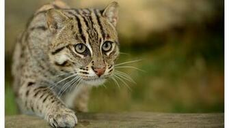 Fishing Cat X Close