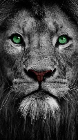 Poss Vel Um Dia Desses Fazer Assim T O Real Lion Eyes