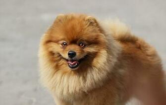 Wallpaper Language Look Background Each Dog Spitz Image For