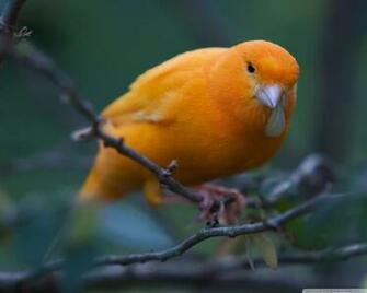 Canary Wallpaper And Background Image Id