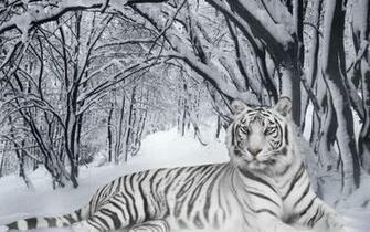 Wallpaper Snow In HD