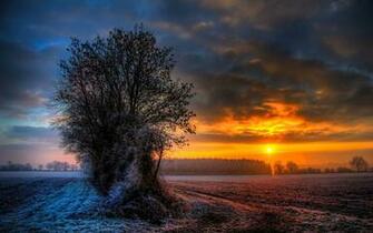 Snow Covered Tree Wallpaper And Image Pictures Photos