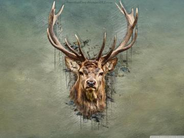 Cool Deer Wallpaper Top Background